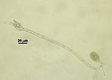 Myriotrichia clavaeformis4